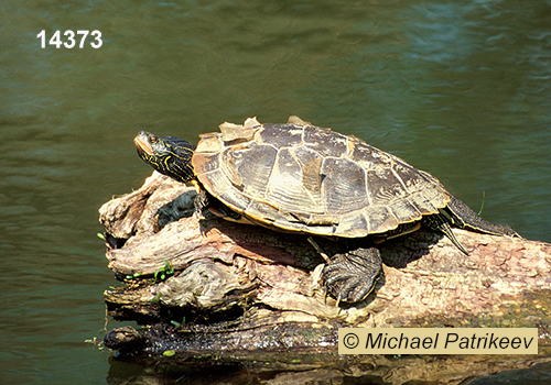 Common Map Turtle (Graptemys geographica)